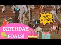 Birthday Foals!! Birthday special! Rival Stars Horse Racing
