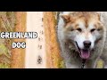 Greenland dogs - Ride and love の動画、YouTube動画。