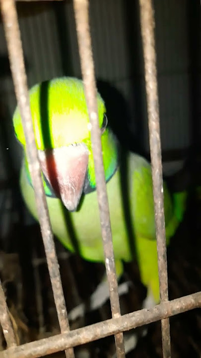 Cute parrot 🦜 #lovesongs #birds #parrot #musiclove #cute #speakingparrot @MrJAMEEL0