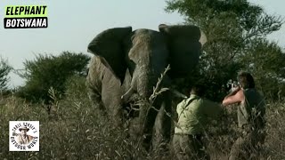 Close Shot on a Charging Elephant in Thrilling Botswana Hunt