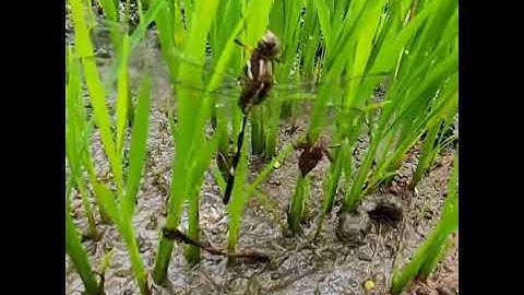 Chú Chuồn Chuồn Non | #SHORTS