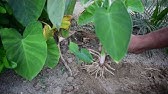 Elephant Ear Plant Propagation | Elephant Ears Indoors | How to Grow