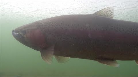 Rainbow trout spawning, with loon and muskrat interruption
