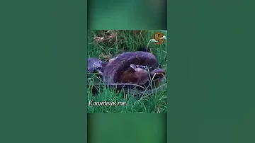 Питон проглотил гиену