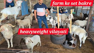 farm ke pale hue bakre for sale in Hyderabad | qurbani ke vilayati mende available at AK goat farm