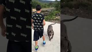 This blue pitbull knows when to protect and when to play incredible dog! by DARKDYNASTYK9S 5,013 views 2 months ago 1 minute, 15 seconds