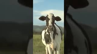 Cow Dance (Dhinka chika) 😂😂😂😂😎😎😎 Resimi