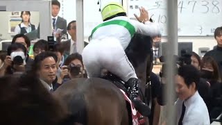 毎日王冠　1着エルトンバローズ号（西村淳也騎手）〘雑編集・装鞍所〜〙（個人撮影）2023年10月8日（日）東京競馬場