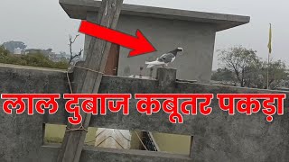 लाल दुबाज कबूतर पकड़ा !! try to catch pigeons | by hind kabutar group