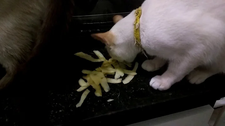 GATINHO LAYON COMENDO CASCA DE BATATA. Christine S...