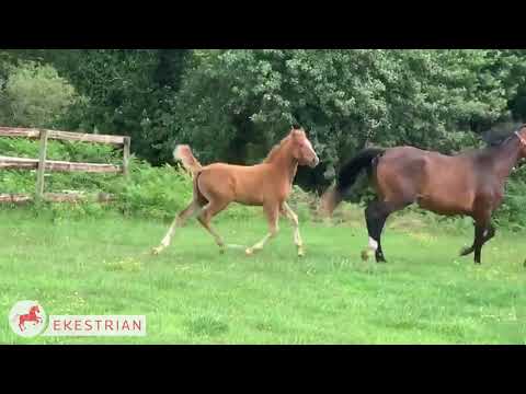 Lot 6 -