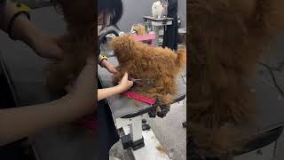 REDHAIRED SHIHTZU PUPPY MAKEOVER AND FULL GROOMING #dogshorts #shihtzu #care #adorable #pets