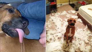 Cute And Funny Rhodesian Ridgeback Puppies Compilation 🥰 #2