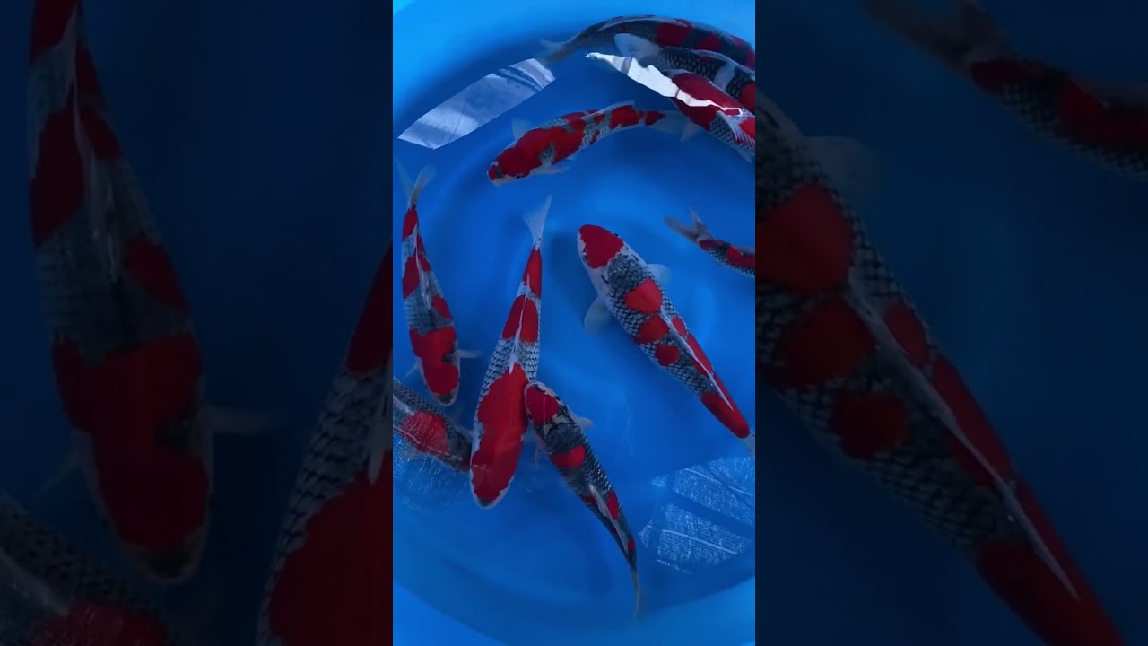 Finding Real Big Koi fish, Japanese koi