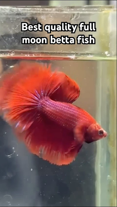 Best quality full moon betta fish #viralvideo #shorts #ytshorts