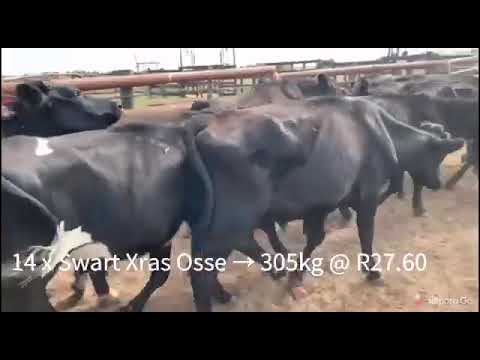 Video: Rooi En Swart