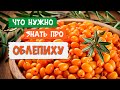 Плюсы и минусы облепихи / Зачем я посадил облепиху на участке?