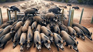 How German Farmers And Hunters Deal With Millions Of Wild Boars Overrun The City