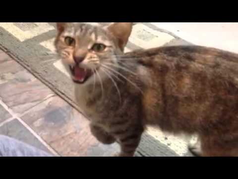 The pregnant stray cat that found me - YouTube