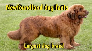 Newfoundland dog || newfoundland facts || newfoundland information
