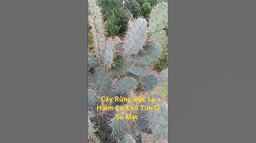 Cây Rừng Độc Lạ Hiếm Có Khó Tìm Ở Sa Mạc l Độc Lạ Tây Nguyên.