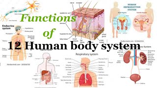 Human organs and their functions | Organ systems of the human body | Basic anatomy and physiology |