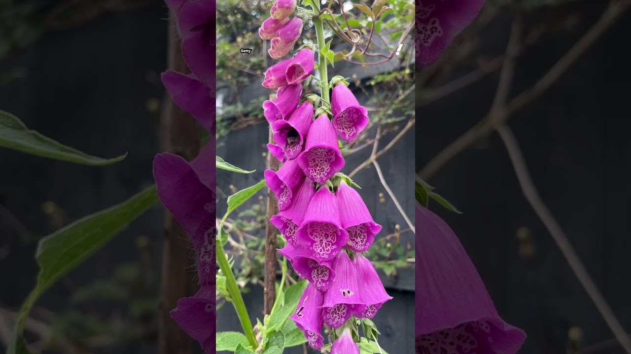 Жителей Австралии предупреждают об опасности, скрывающейся за «красивыми» цветами обычного садово...