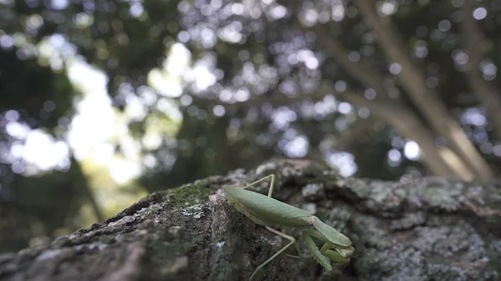 10 Amazing Facts About the Praying Mantis | Mind-Blowing Insect Facts!
