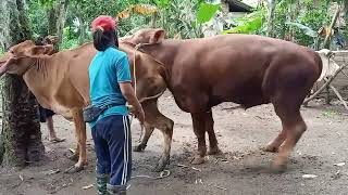 BULL & COW MATING