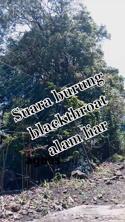 Suara Burung blackthroat dialam liar alami bisa buat masteran