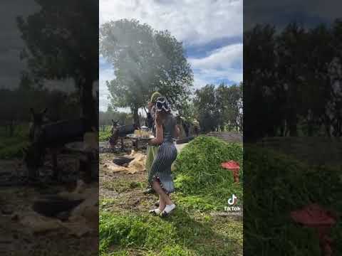 CHEBA NABILA Rani Baghak Nta 