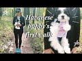 Havanese puppy's first walk | new puppy vlog の動画、YouTube動画。