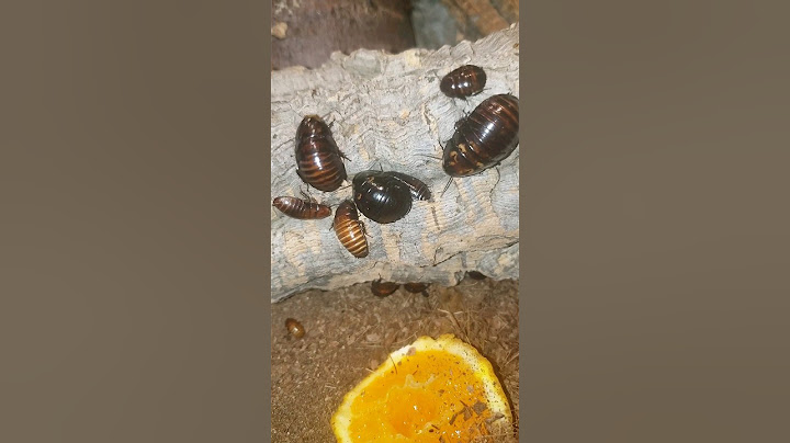 Cute juvenile Glow Spot Roaches make great pets #roaches #glowspotroach #cute #bug #bugs #cutepets