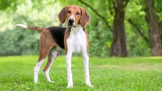 American Foxhound Dog | Facts, History & Characteristics