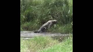 Crocodile attack Cheetah #shorts