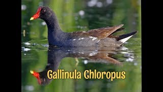 Gallinula chloropus (Common Moorhen)