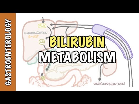 Video: Ist unkonjugiertes Bilirubin direkt oder indirekt?