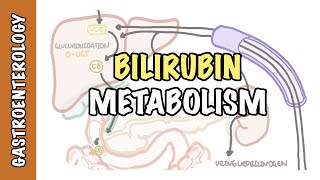 Bilirubin Metabolism  unconjugated and conjugated bilirubin