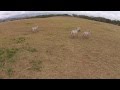 Naivasha Safari by Drone