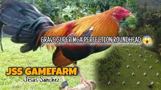 GRAVE MGA SUPER ANG PERFECTION ROUNDHEAD NG JSS GAMEFARM