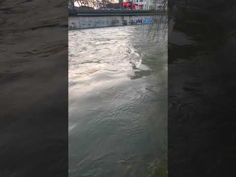 Video: Ce este bifurcarea râului?