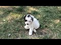 10 micro mini sheepadoodle puppies!