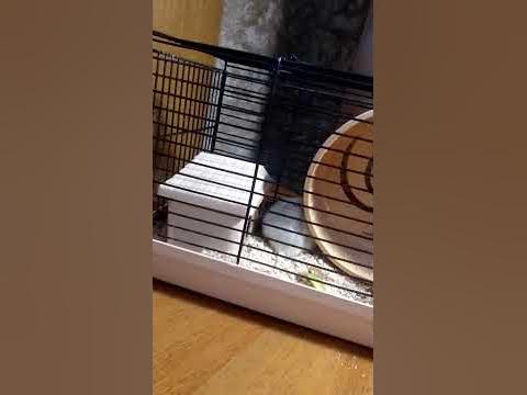 хомик Митяйка #хомяк - YouTube