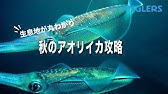 エギングにも役立つ アオリイカの習性を知ろう アオリイカ 秋イカ エギング Youtube