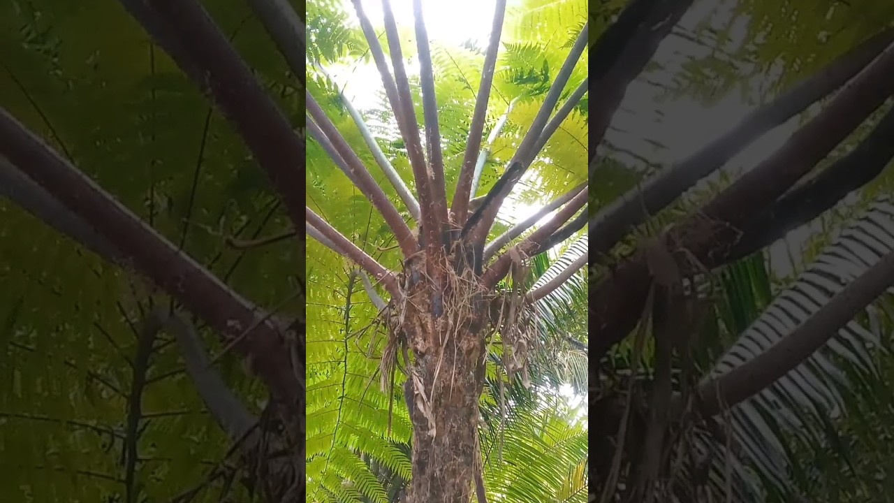 pakis galar salah satu media tanam bunga anggrek 