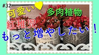 【多肉】#32 お花が可愛い紅稚児　多肉植物を植え替えます。もっともっと増やしたい！