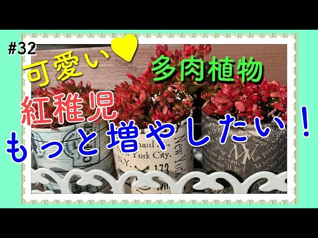 多肉】#32 お花が可愛い紅稚児 多肉植物を植え替えます。もっともっと