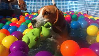 Beagle Pool Pawty! Playing , Barking and Howling Beagle puppies