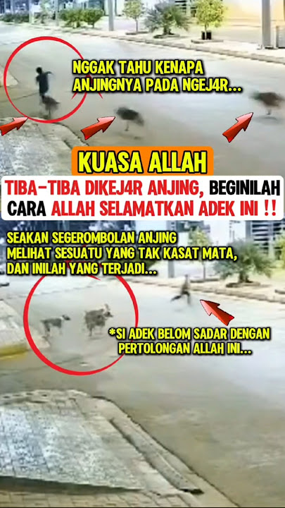 Kuasa Allah‼️Anjingnya kayak ngelihat sesuatu😬 #kuasaallah #islam #muslim