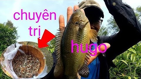 Câu cá rô đồng,muốn săn hugo không thể thiếu thứ này.Trung Miền Tây.T113